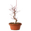 Acer palmatum deshojo, 27 cm, ± 8 años de edad, con un nebari de 3 cm