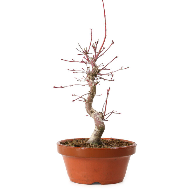 Acer palmatum deshojo, 27 cm, ± 8 años de edad, con un nebari de 3 cm