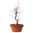 Acer palmatum deshojo, 27 cm, ± 8 years old, with a nebari of 3 cm