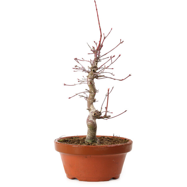 Acer palmatum deshojo, 27 cm, ± 8 anni, con nebari di 3 cm