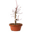 Acer palmatum deshojo, 27 cm, ± 8 years old, with a nebari of 3 cm