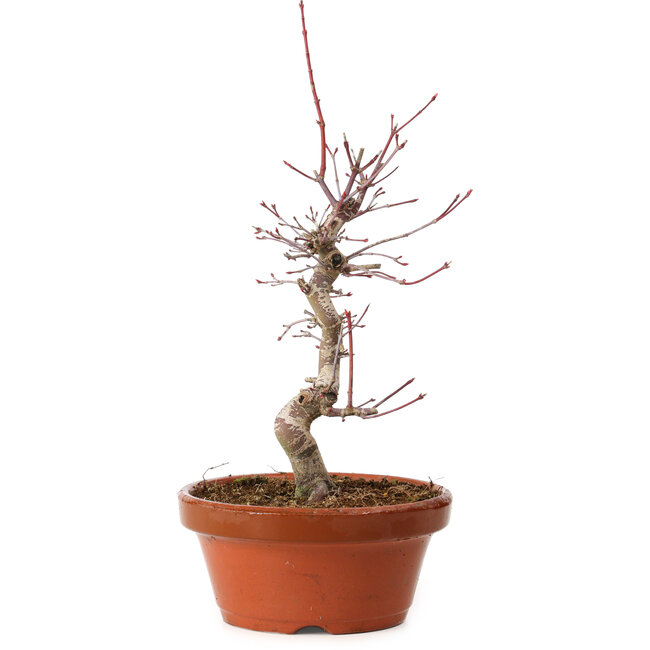 Acer palmatum deshojo, 27 cm, ± 8 anni, con nebari di 3 cm