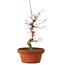 Acer palmatum deshojo, 27 cm, ± 8 anni, con nebari di 3 cm