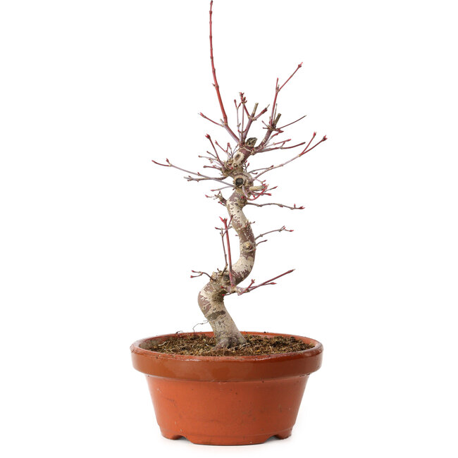 Acer palmatum deshojo, 27 cm, ± 8 anni, con nebari di 3 cm
