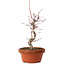 Acer palmatum deshojo, 27 cm, ± 8 ans, avec un nebari de 3 cm