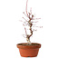 Acer palmatum deshojo, 27 cm, ± 8 jaar oud, met een nebari van 3 cm