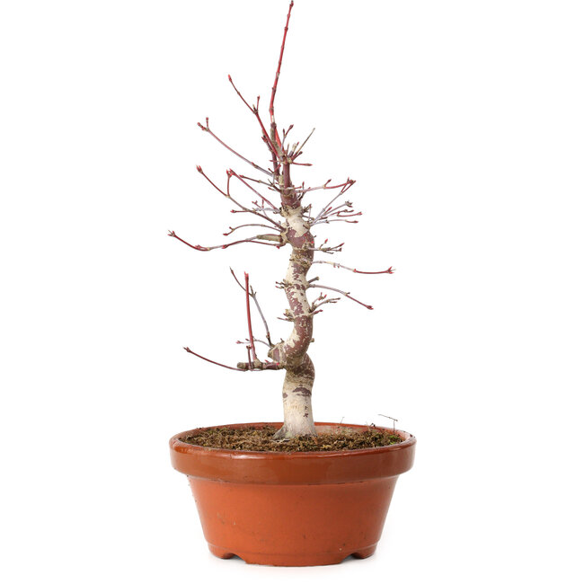 Acer palmatum deshojo, 27 cm, ± 8 jaar oud, met een nebari van 3 cm