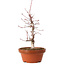 Acer palmatum deshojo, 27 cm, ± 8 Jahre alt, mit einem Wurzelhals von 3 cm