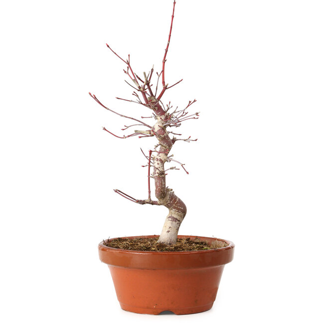 Acer palmatum deshojo, 27 cm, ± 8 anni, con nebari di 3 cm