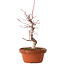 Acer palmatum deshojo, 27 cm, ± 8 anni, con nebari di 3 cm