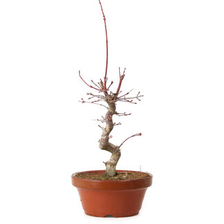 Acer palmatum deshojo, 27 cm, ± 8 anni