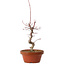 Acer palmatum deshojo, 27 cm, ± 8 años de edad, con un nebari de 3 cm