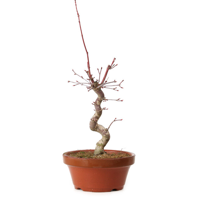 Acer palmatum deshojo, 27 cm, ± 8 Jahre alt, mit einem Wurzelhals von 3 cm