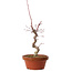 Acer palmatum deshojo, 27 cm, ± 8 anni, con nebari di 3 cm