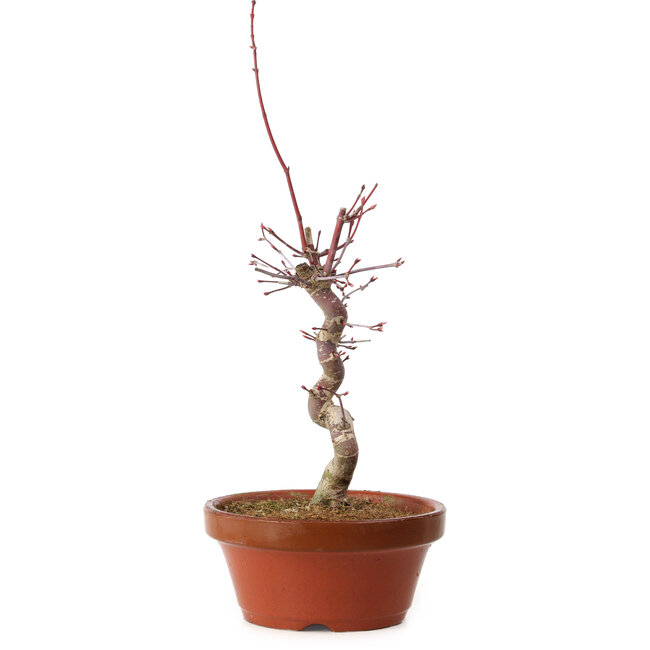 Acer palmatum deshojo, 27 cm, ± 8 anni, con nebari di 3 cm