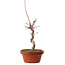 Acer palmatum deshojo, 27 cm, ± 8 años de edad, con un nebari de 3 cm