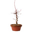 Acer palmatum deshojo, 27 cm, ± 8 Jahre alt, mit einem Wurzelhals von 3 cm