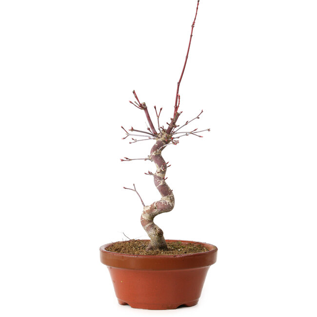 Acer palmatum deshojo, 27 cm, ± 8 ans, avec un nebari de 3 cm