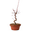 Acer palmatum deshojo, 27 cm, ± 8 anni, con nebari di 3 cm