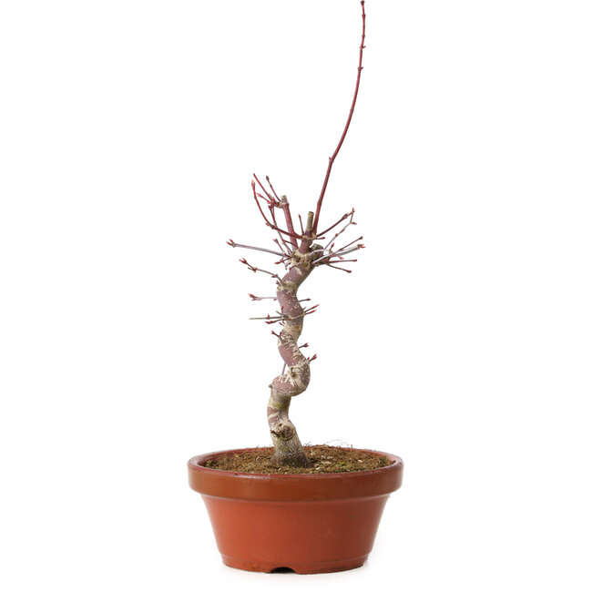 Acer palmatum deshojo, 27 cm, ± 8 años de edad, con un nebari de 3 cm