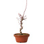 Acer palmatum deshojo, 27 cm, ± 8 years old, with a nebari of 3 cm