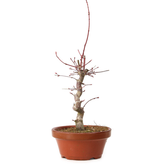 Acer palmatum deshojo, 27 cm, ± 8 Jahre alt, mit einem Wurzelhals von 3 cm