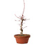 Acer palmatum deshojo, 27 cm, ± 8 anni, con nebari di 3 cm