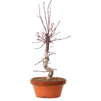 Acer palmatum deshojo, 27 cm, ± 8 years old