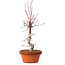 Acer palmatum deshojo, 27 cm, ± 8 ans, avec un nebari de 3 cm