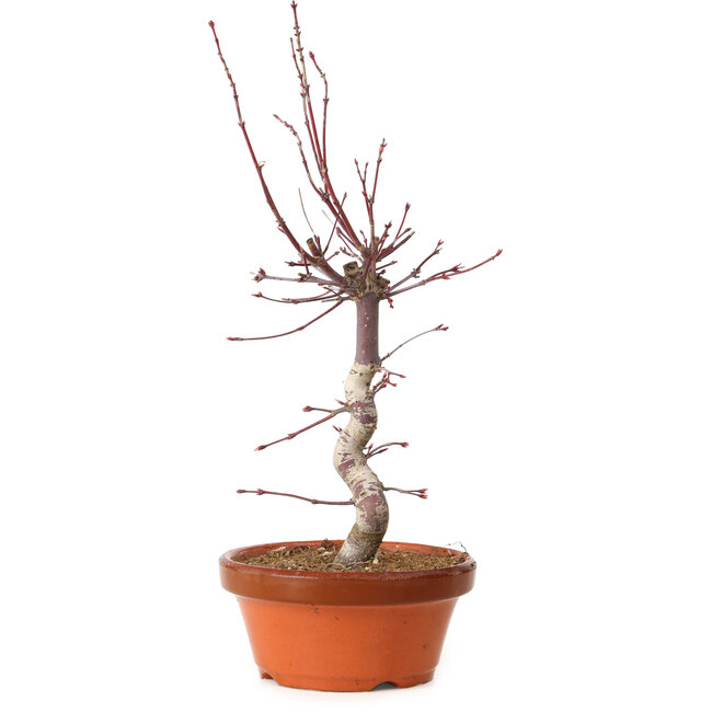Acer palmatum deshojo, 27 cm, ± 8 anni, con nebari di 3 cm