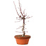 Acer palmatum deshojo, 27 cm, ± 8 ans, avec un nebari de 3 cm