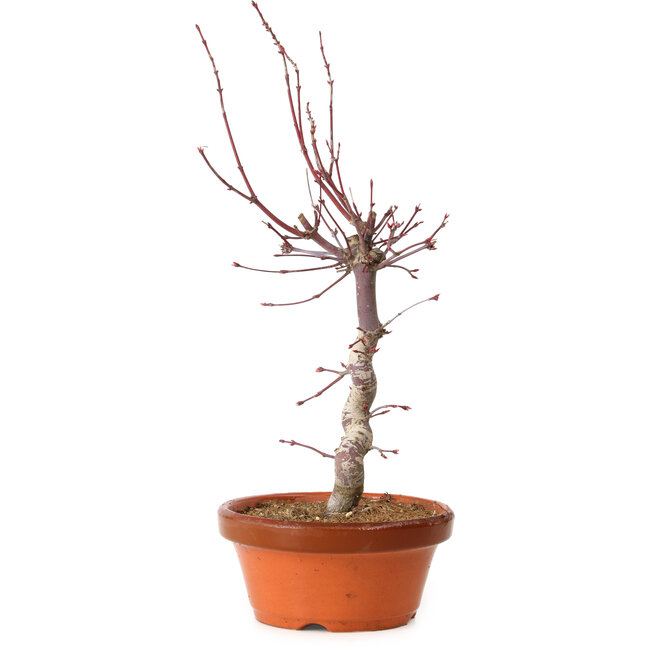 Acer palmatum deshojo, 27 cm, ± 8 jaar oud, met een nebari van 3 cm