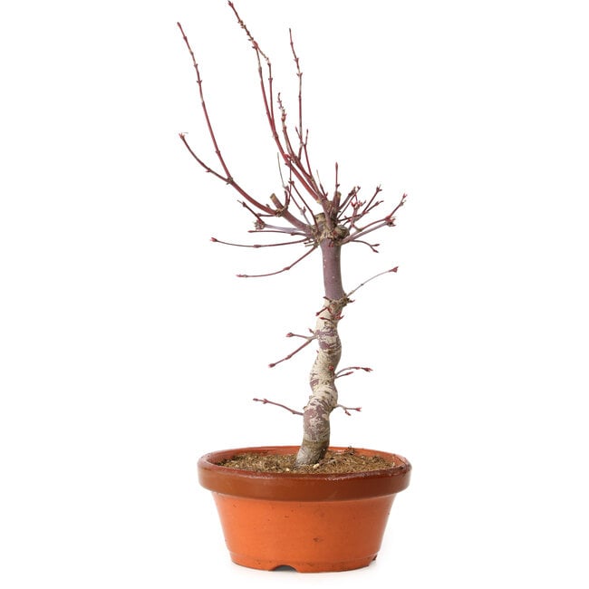 Acer palmatum deshojo, 27 cm, ± 8 years old, with a nebari of 3 cm
