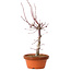 Acer palmatum deshojo, 27 cm, ± 8 years old, with a nebari of 3 cm