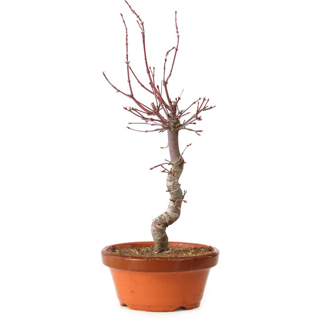 Acer palmatum deshojo, 27 cm, ± 8 Jahre alt, mit einem Wurzelhals von 3 cm