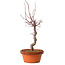 Acer palmatum deshojo, 27 cm, ± 8 Jahre alt, mit einem Wurzelhals von 3 cm