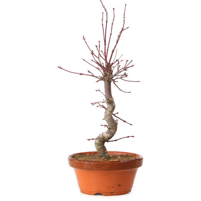 Acer palmatum deshojo, 27 cm, ± 8 Jahre alt, mit einem Wurzelhals von 3 cm