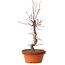 Acer palmatum deshojo, 27 cm, ± 8 ans, avec un nebari de 3 cm