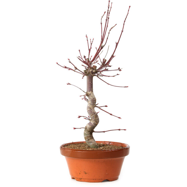 Acer palmatum deshojo, 27 cm, ± 8 years old, with a nebari of 3 cm