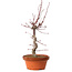 Acer palmatum deshojo, 27 cm, ± 8 anni, con nebari di 3 cm