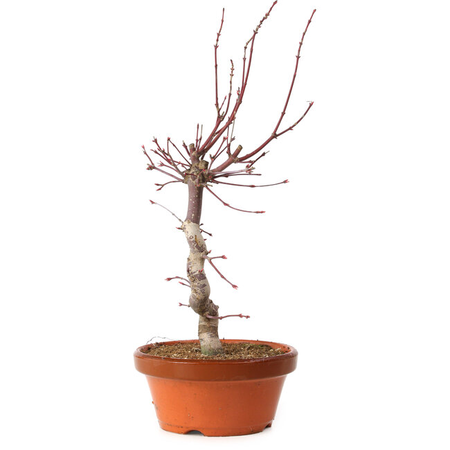 Acer palmatum deshojo, 27 cm, ± 8 anni, con nebari di 3 cm
