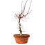Acer palmatum deshojo, 27 cm, ± 8 años de edad, con un nebari de 3 cm