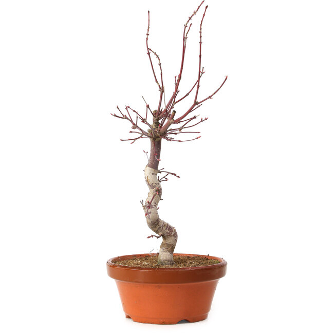 Acer palmatum deshojo, 27 cm, ± 8 Jahre alt, mit einem Wurzelhals von 3 cm