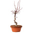 Acer palmatum deshojo, 27 cm, ± 8 years old, with a nebari of 3 cm