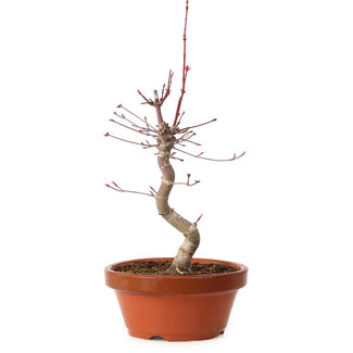 Acer palmatum deshojo, 27 cm, ± 8 jaar oud