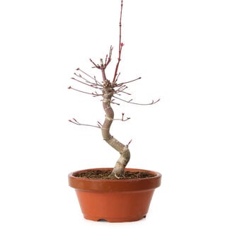 Acer palmatum deshojo, 27 cm, ± 8 years old