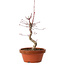 Acer palmatum deshojo, 27 cm, ± 8 ans, avec un nebari de 3 cm