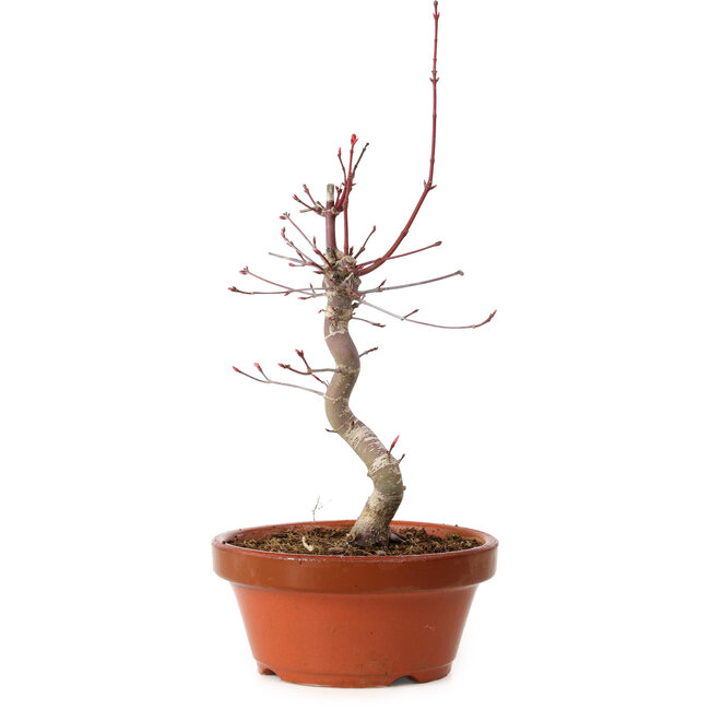 Acer palmatum deshojo, 27 cm, ± 8 ans, avec un nebari de 3 cm