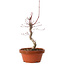 Acer palmatum deshojo, 27 cm, ± 8 anni, con nebari di 3 cm