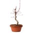 Acer palmatum deshojo, 27 cm, ± 8 años de edad, con un nebari de 3 cm